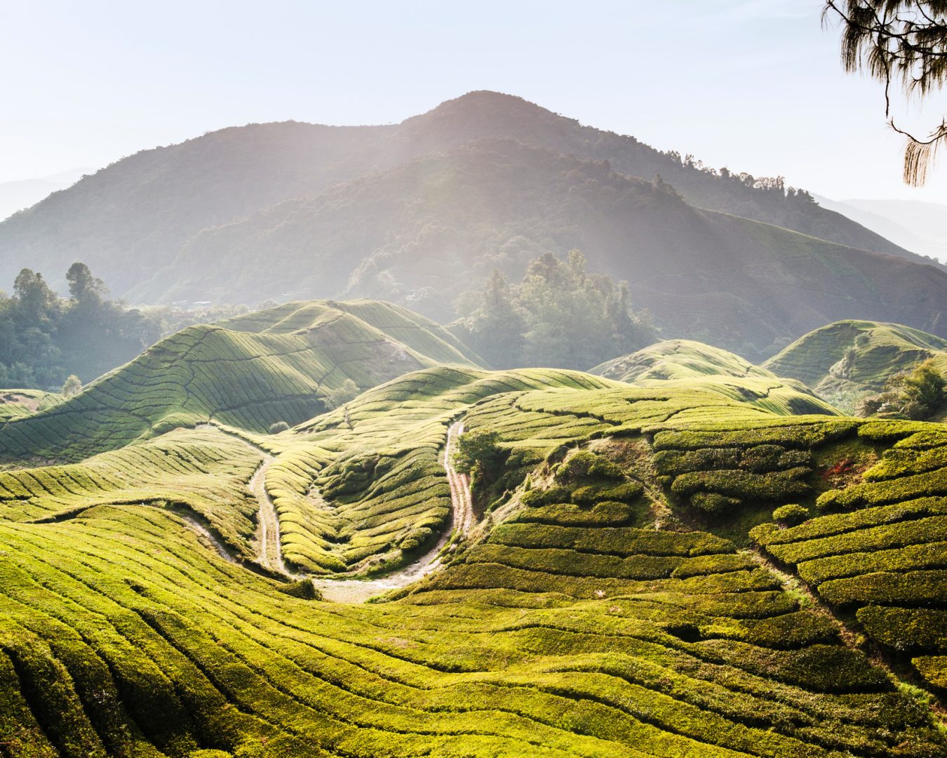 Cameron Highlands, Pahang, Malaysia