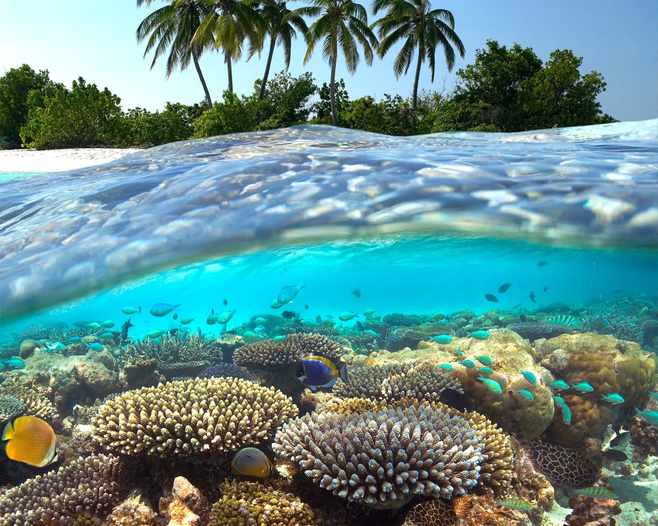 Coral Reef - The Maldives