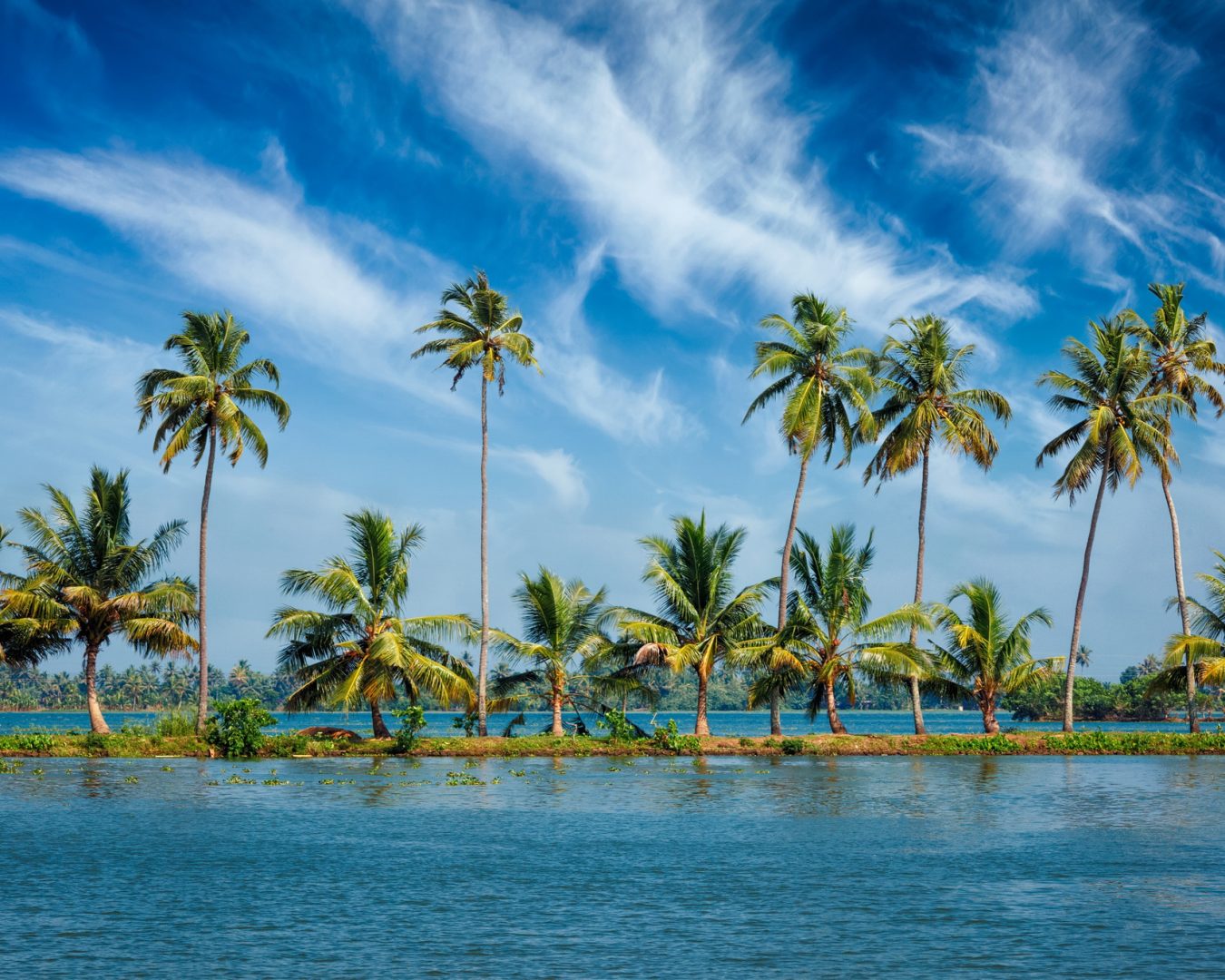 Kerala backwaters with palms