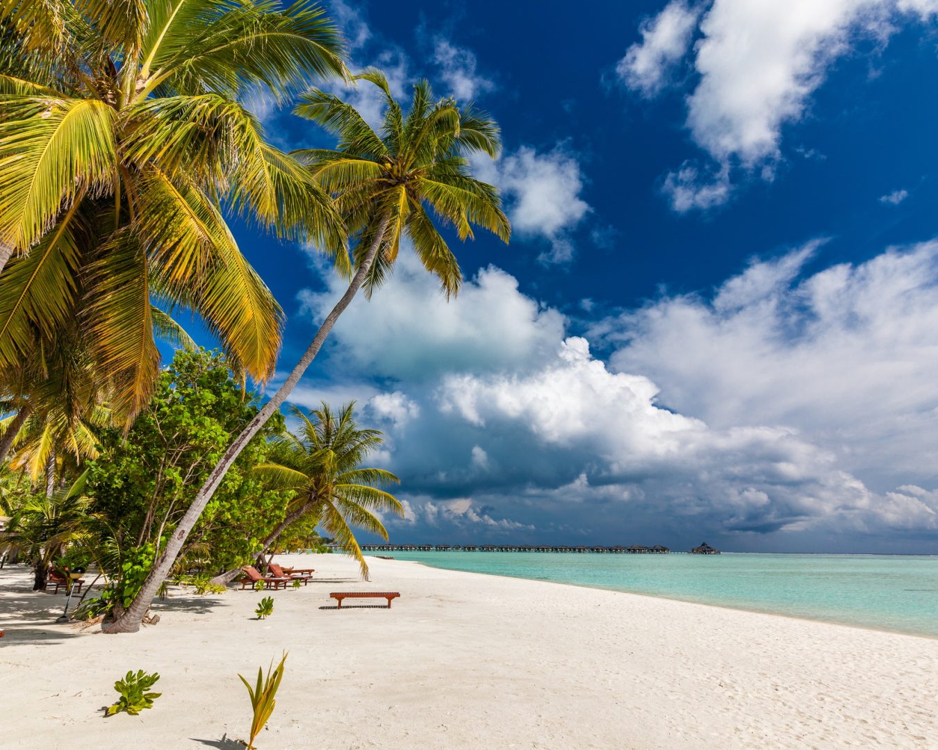 Tropical beach in Maldives with palm trees and vibrant lagoon